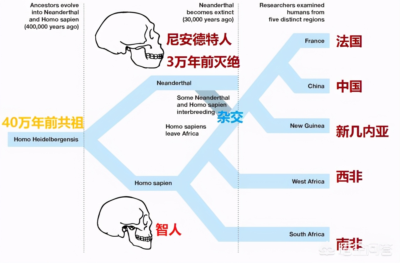 黃種人、黑種人、白種人，為什麽能交配繁衍，沒有生殖隔離？