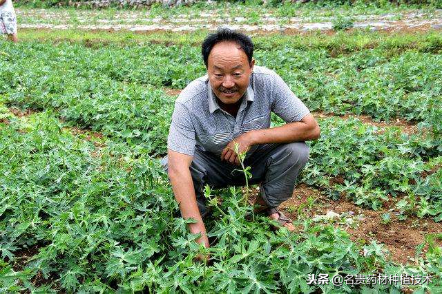 中药材种植加盟合作，免费供种保价回收，这样的骗局怎么会找上你