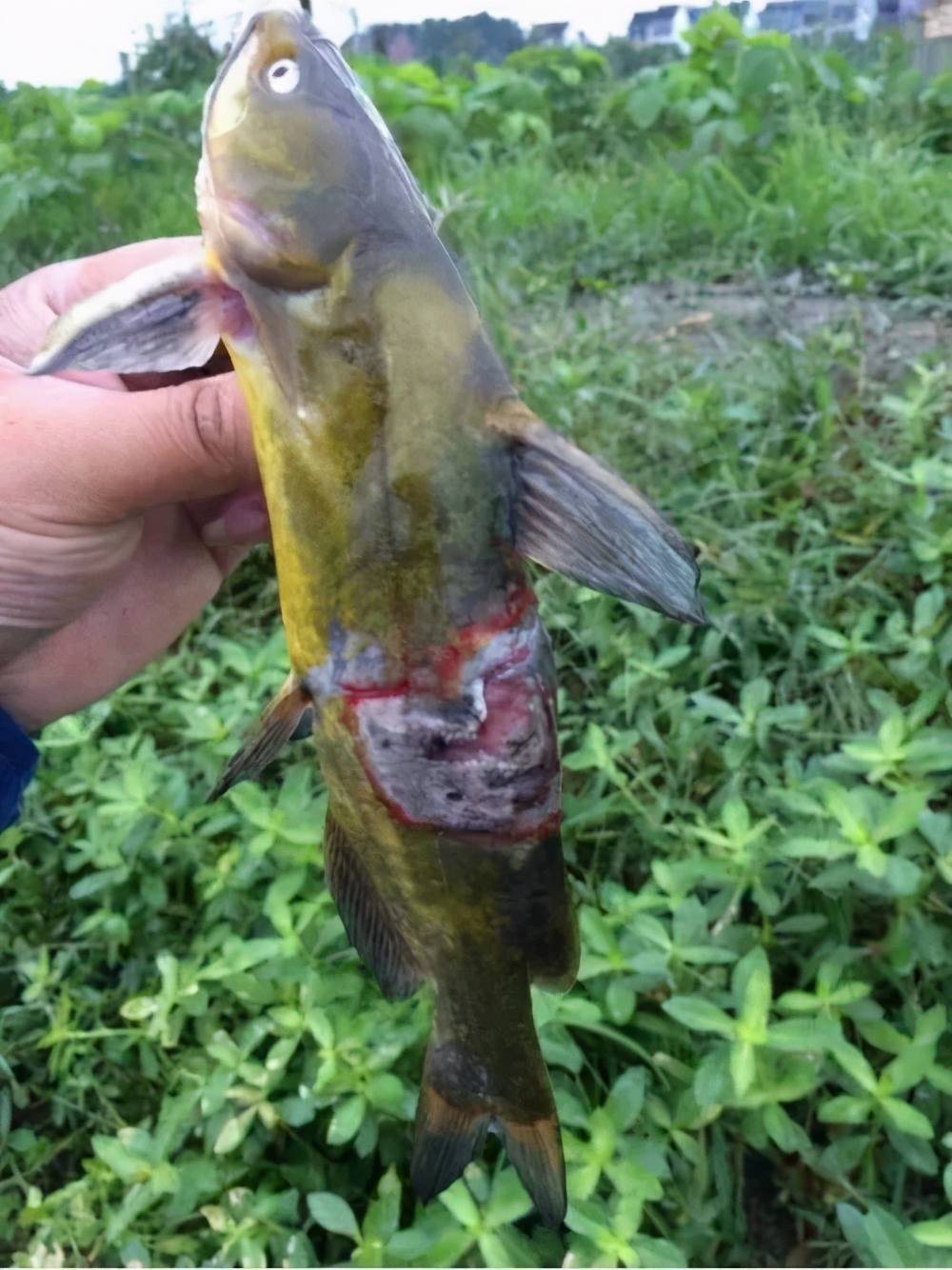 发病率高死亡率高黄颡鱼烂身病一定要警惕如何防控现在了解为时未晚做