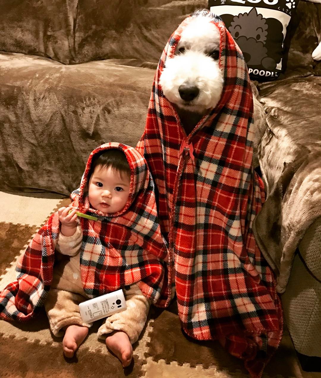 日本老太用贵宾犬给小女孩拍照，结果让你心都融化了