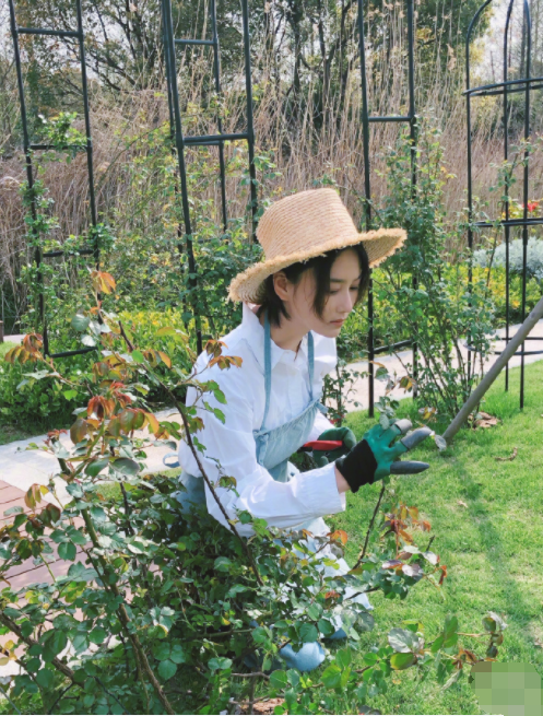 Zhang Xin grants farm big bumper harvest, bask in husband perspective beauty to illuminate, wearing air of the simple and bare-handed ground connection that pick food