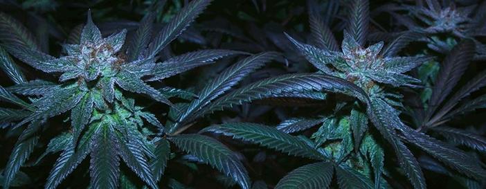 工業大麻 如何克隆自動開花型大麻品種 Mp頭條