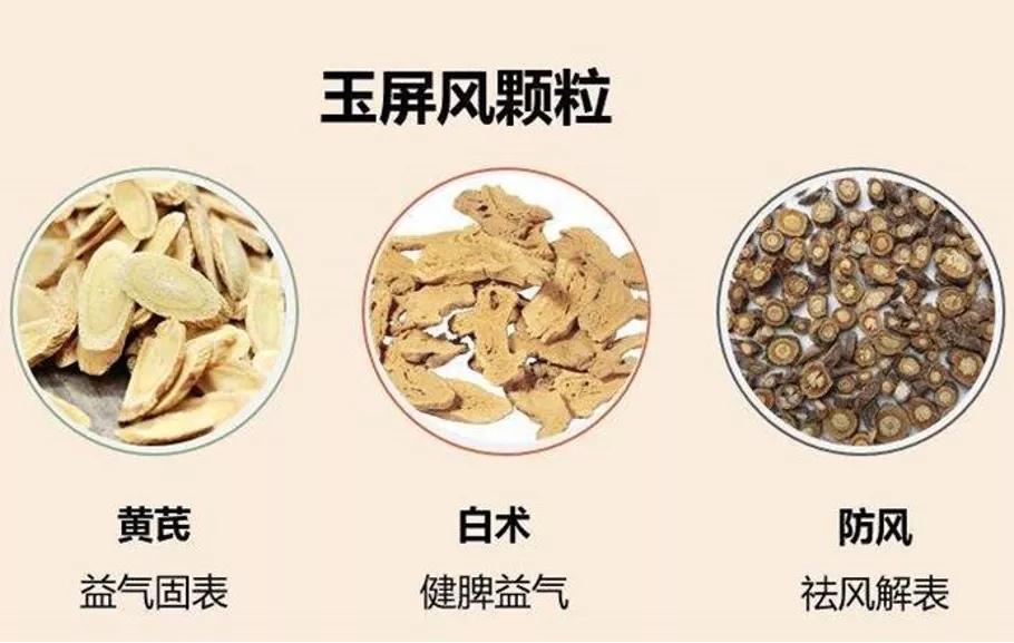 小小玉屏风颗粒，却有“价值连城”的功效