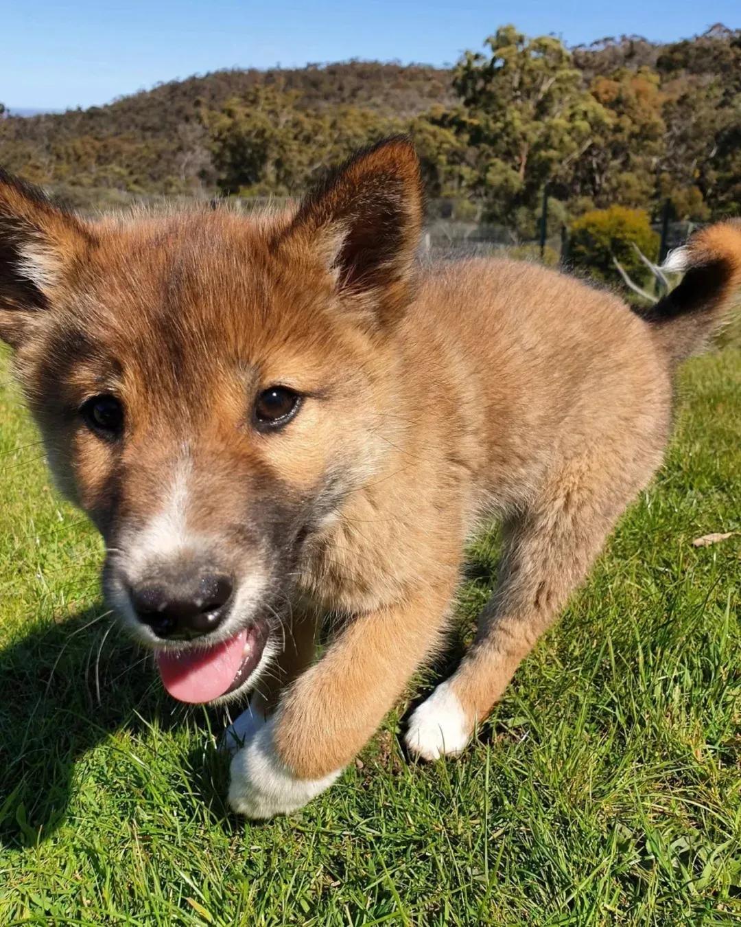 老鹰扔到院子里的一只超萌小奶狗，查了DNA才发