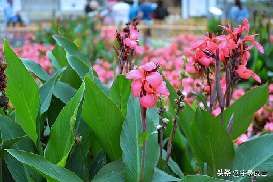 充满阳光的句子 简短适合发朋友圈唯美暖句图片