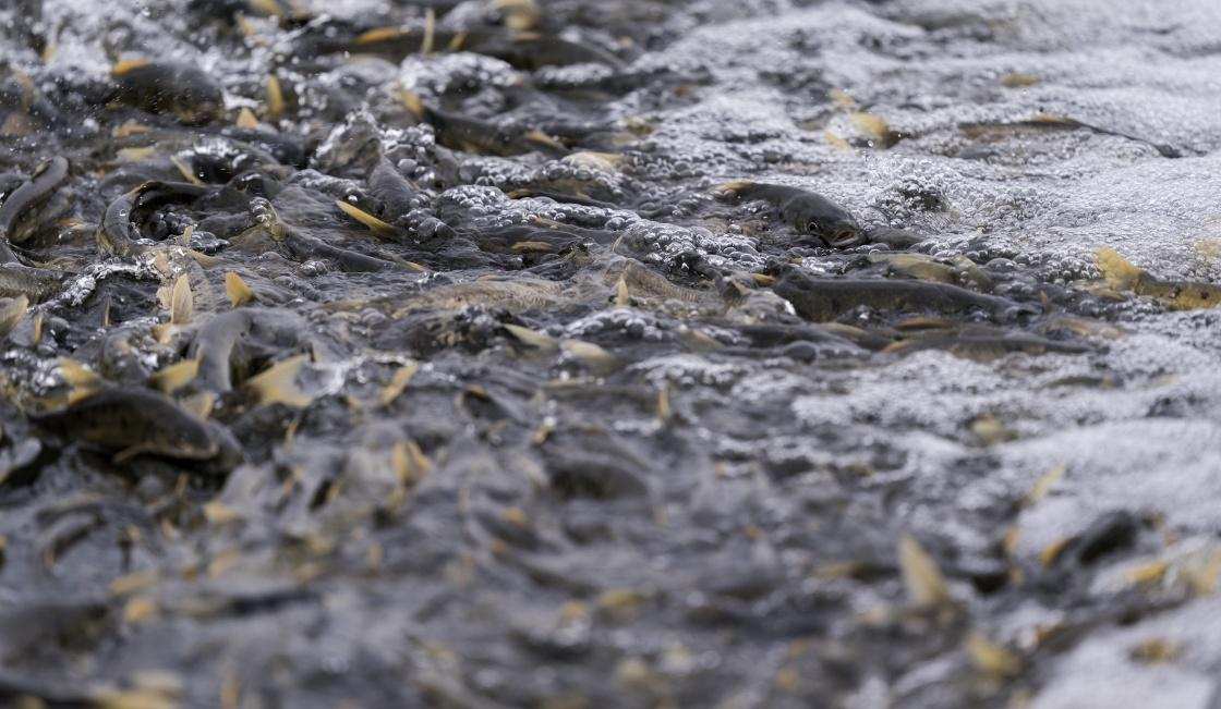 从3000吨到93000吨，青海湖湟鱼为什么还是濒危生物？