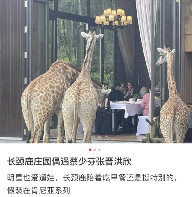 張晉帶兒子玩彩虹滑道，樂兒頭髮被吹成中分，臉嚇得通紅表情淡定