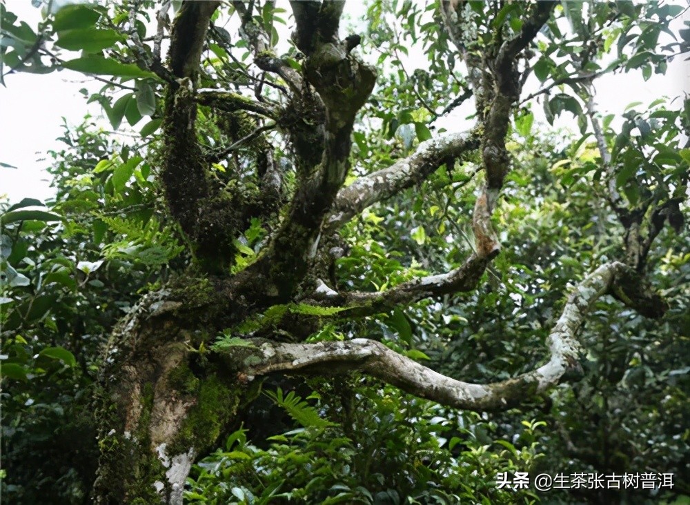 走进普洱茶临沧茶区，详细了解临沧各个茶山的特点，你喝过哪个？