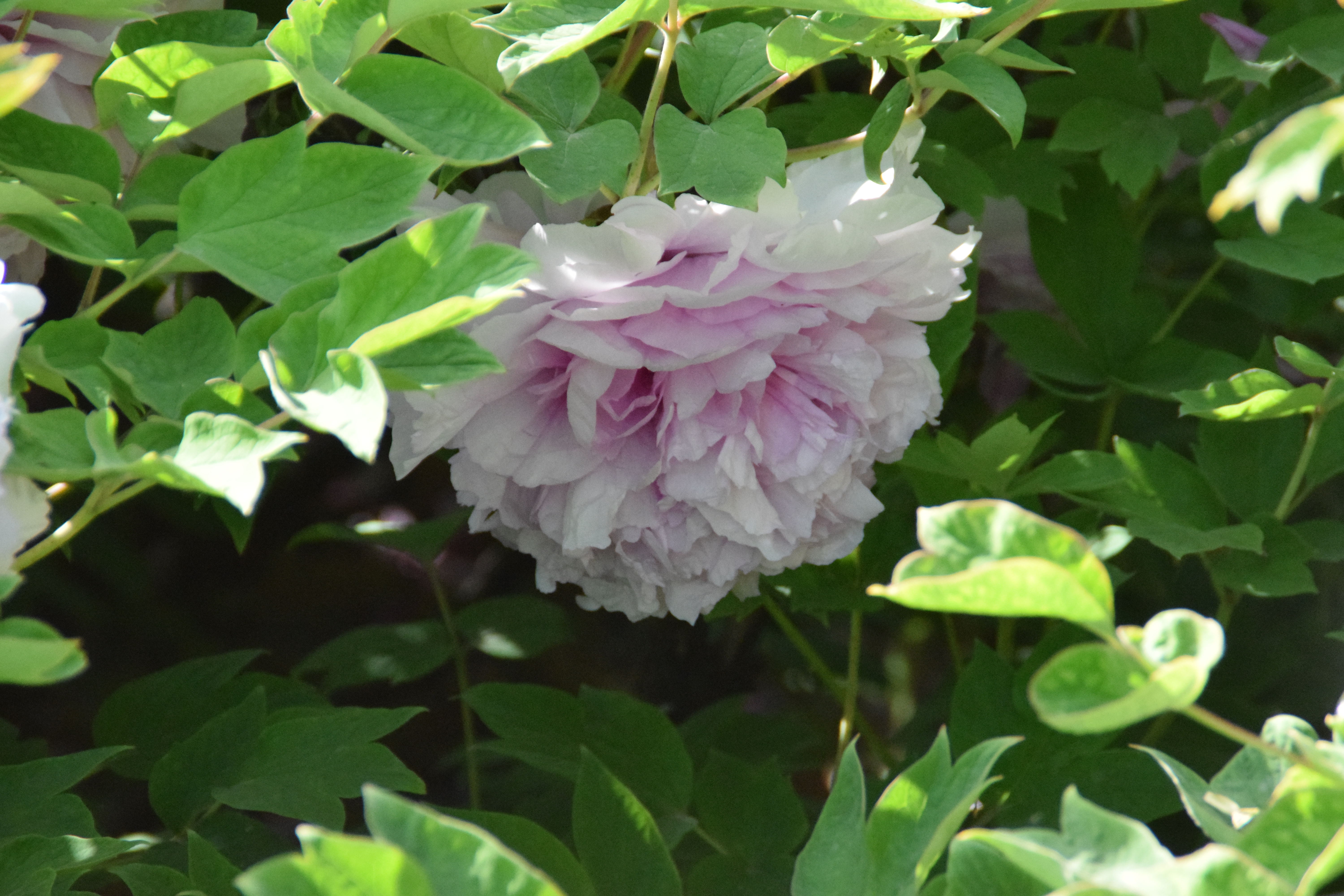 洛陽市隋唐城遺址植物園4月19日花情 隋唐城遺址植物園 Mdeditor