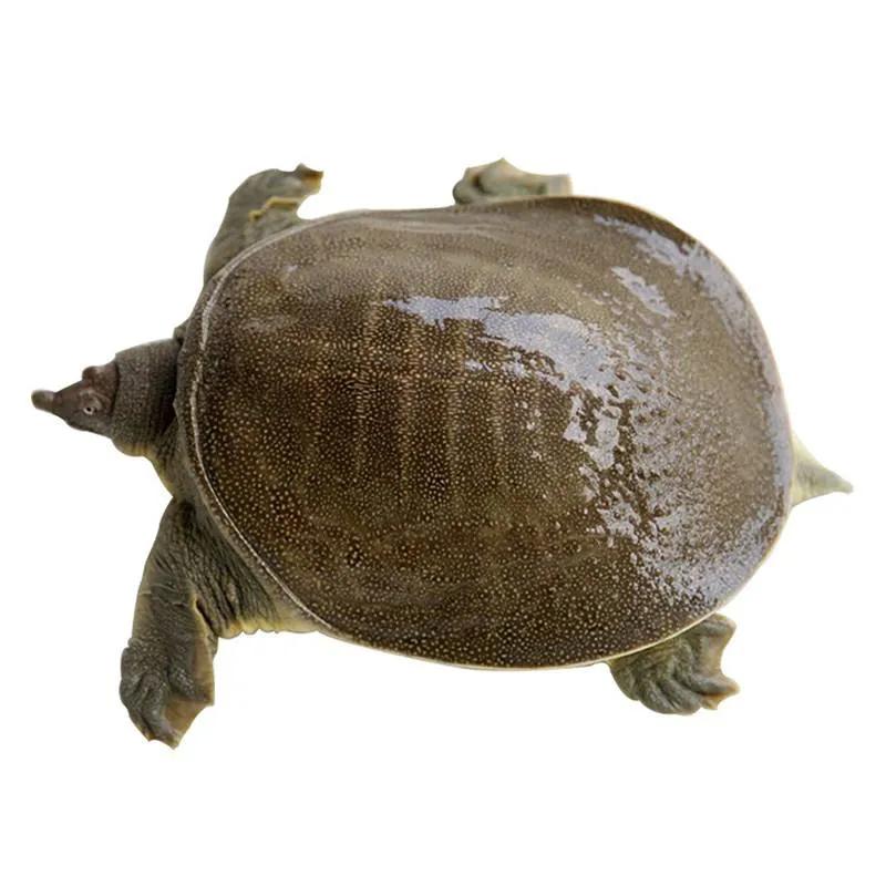 烏龜、甲魚、王八、鱉的區別