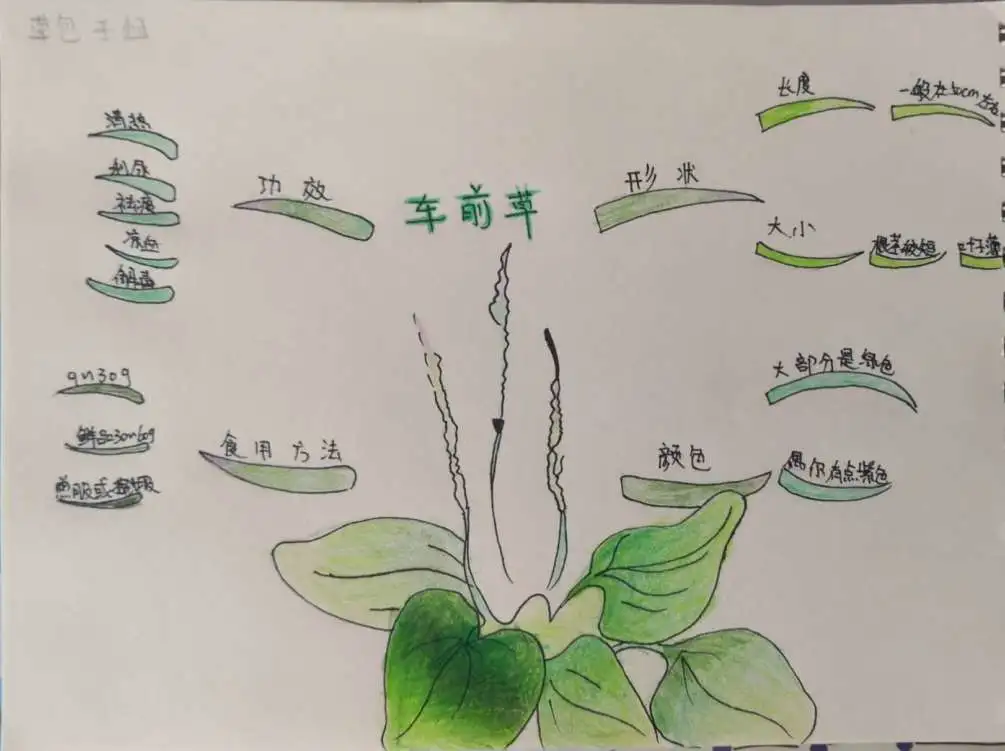 南昌市洪都中医院中草药专家走进百花洲小学传播中医药文化