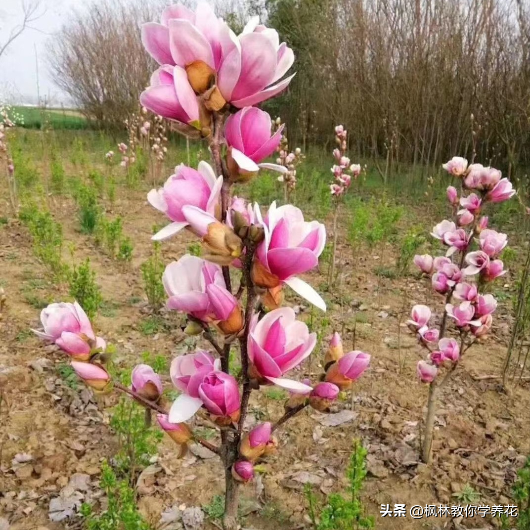 春季樹木發芽前別忘了還有3件 花事兒 要抓緊時間做 楓林教你學養花 Mdeditor