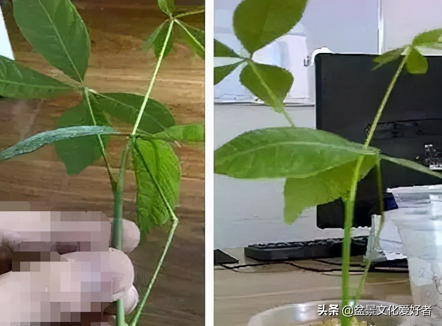 這5棵“樹”太貴了，偷偷切一截枝條就養活了，不用花錢買啦