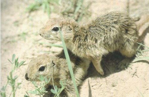 新疆三十万老鼠离奇跳崖，专家纷纷进行猜测，