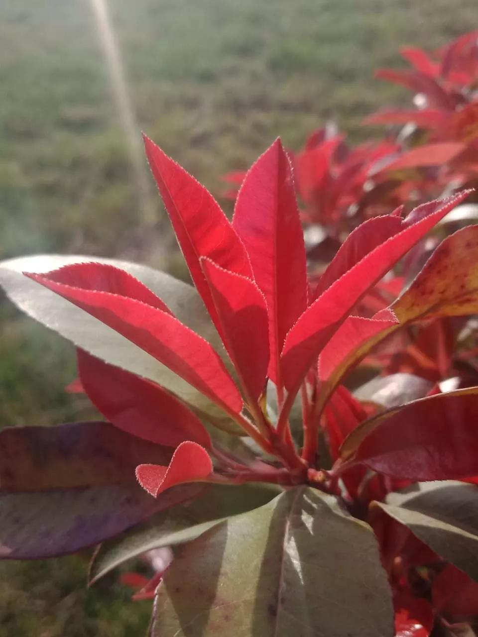 鲁抗医药再一次震撼了济宁西郊。老厂区的百米烟囱爆破了