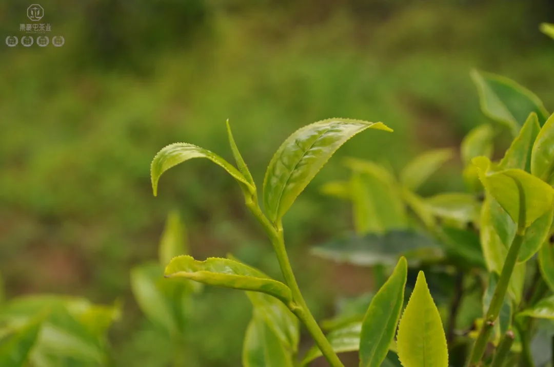 布朗山的茶，有什么特点？