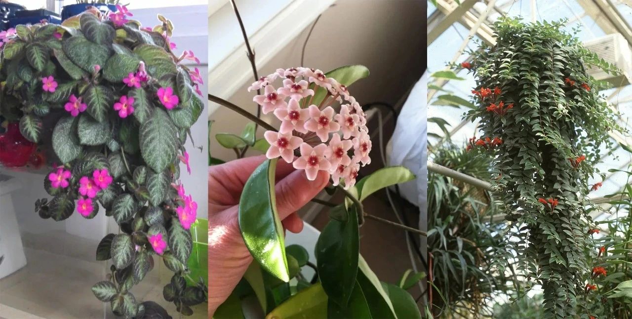 常見的室內開花植物，給一點柔和光照就可開花