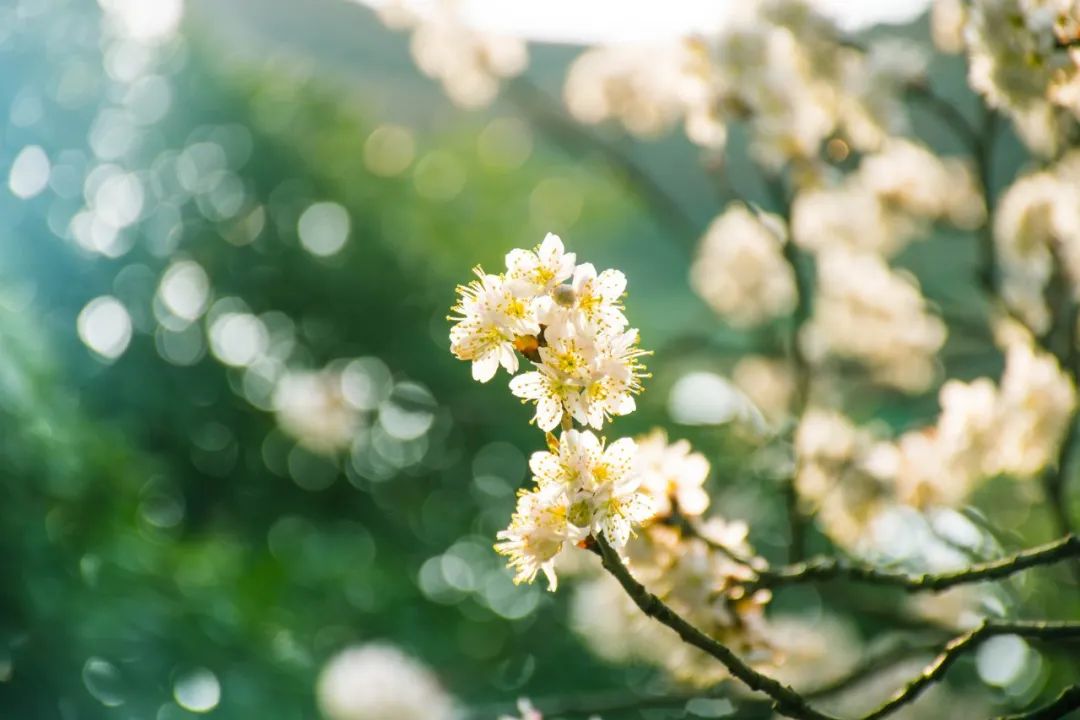 最美的花，开在唐诗宋词里，醉了整个春天-第4张图片-诗句网