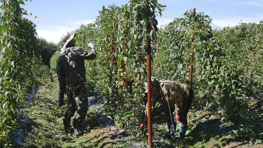 《吉林新闻联播》白山：药材好药才好 高质量推升中医药产业