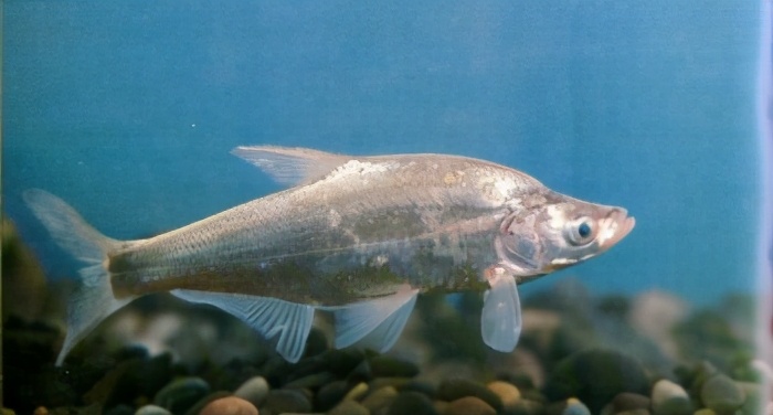 (高尖)▼ancherythroculter nigrocaudayih et woo93黑尾近红鲌鲤科