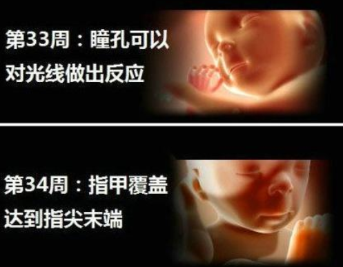 孕期1~10月胎儿的发育图