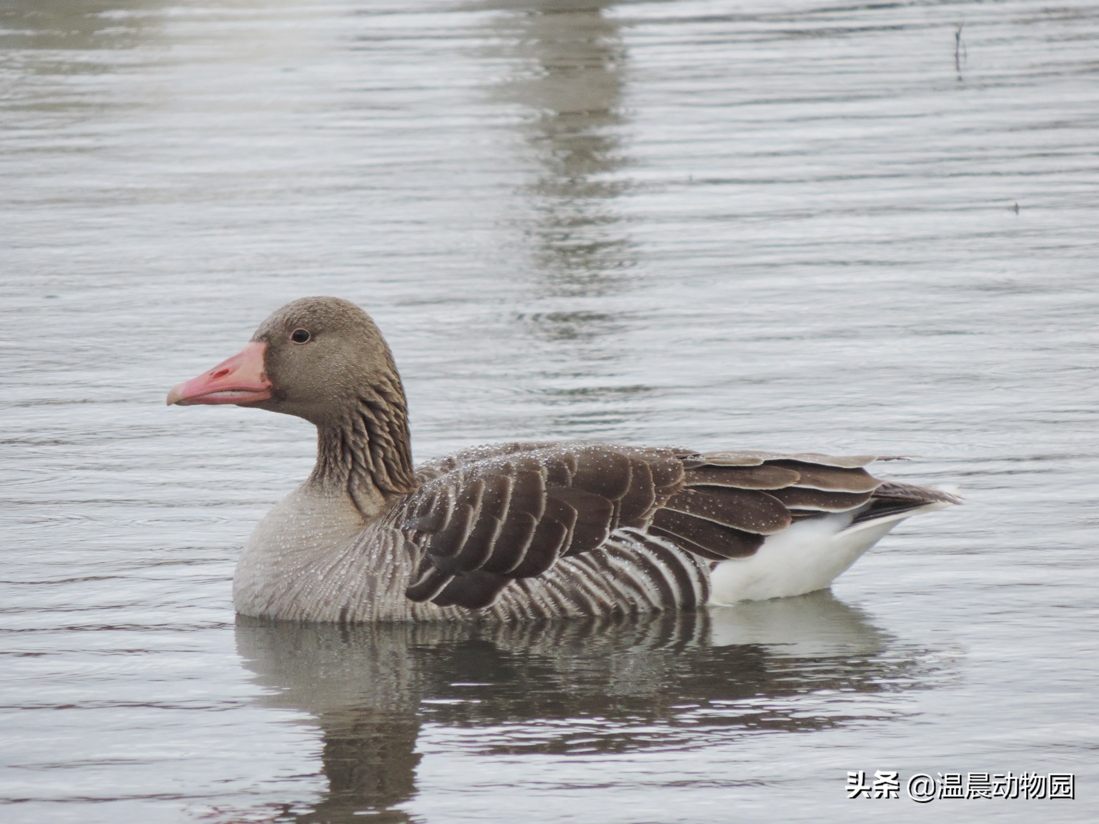家禽的寻亲之旅：鸡鸭鹅的祖先们，至今还跟人类共同生活在地球上