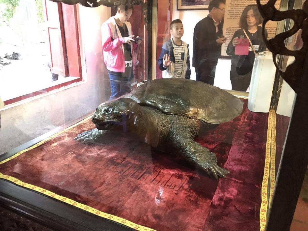 最濒危的动物斑鳖全世界只剩下4只唯一的雌性在越南被发现