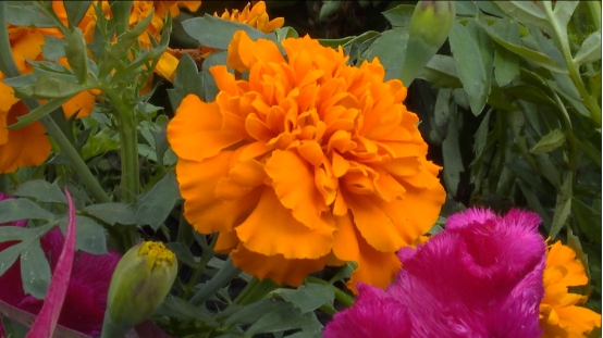 鲜花装点街道 扮靓城市迎“双节”