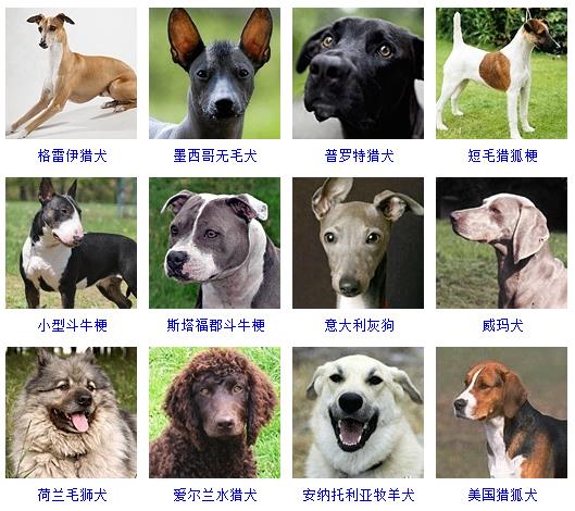 178個寵物狗品種圖片大全，寵物狗品種大全