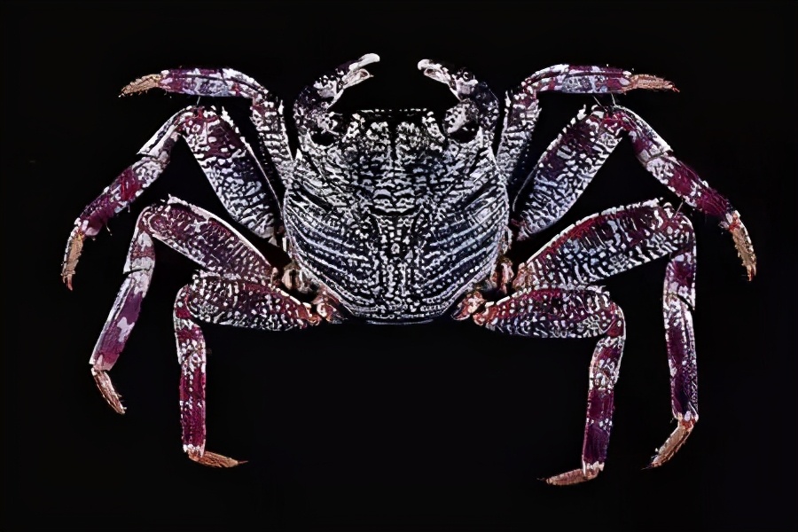 细纹方蟹▲三角招潮蟹▲纠结清白招潮蟹▲红斑瓢蟹▲铜铸熟若蟹▲光手