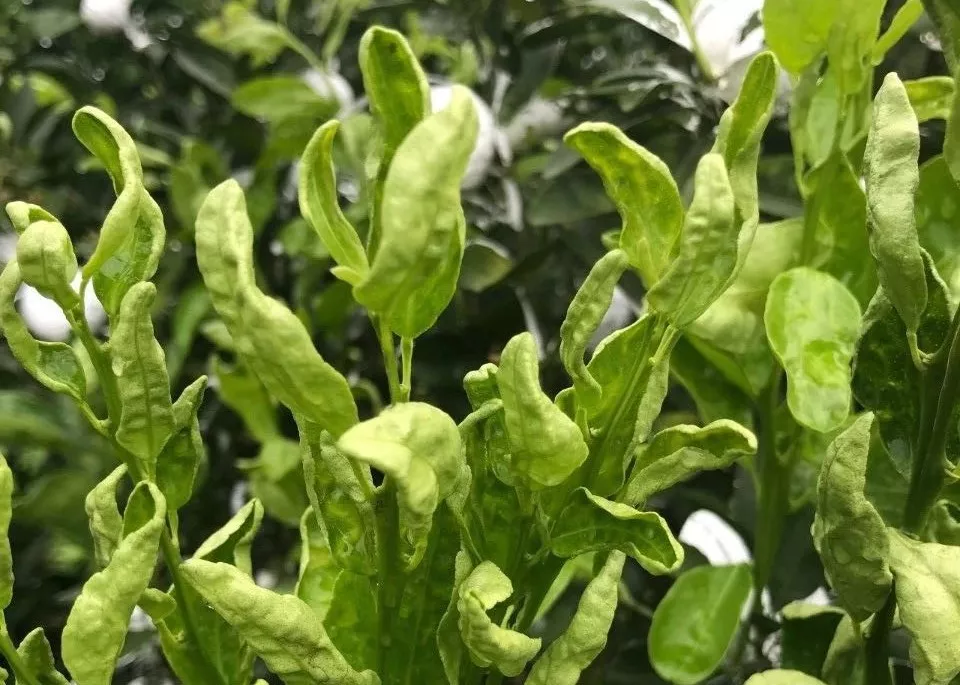 柑橘花前花后防好蓟马，花皮果少一半，你弄懂了吗？