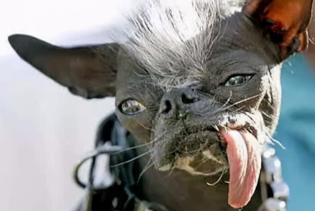 直击全世界10大最丑的狗，这只中国犬榜上有名|丑狗|比赛|冠毛_新浪新闻