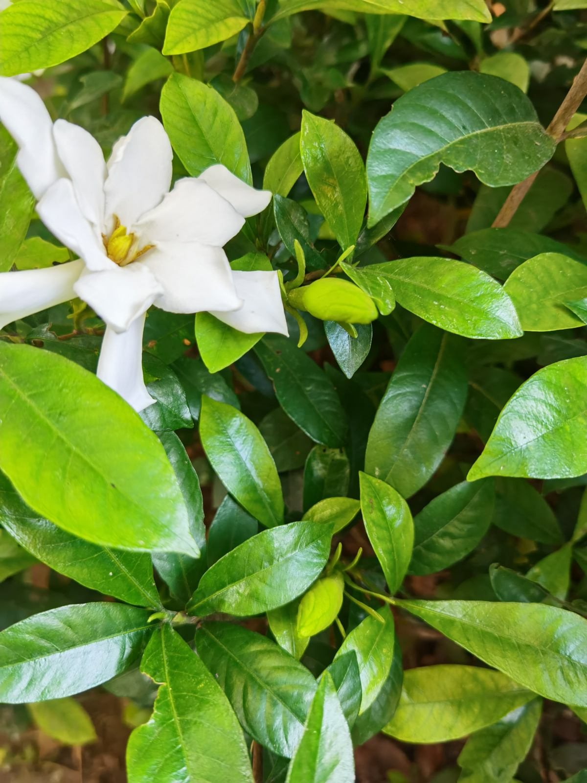 常见植物的配土方式 记住了不吃亏 植物越长越壮 简易百科