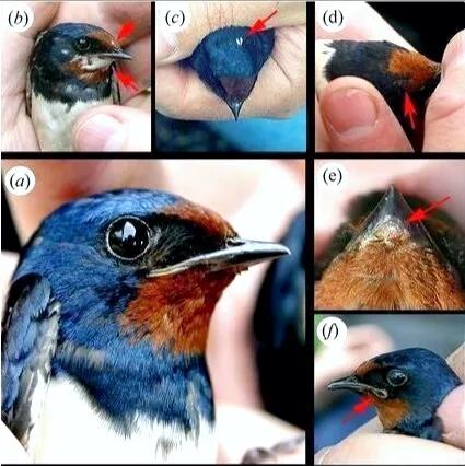 34年後，核輻射影響下的切爾諾貝利的動物們怎麽樣了？