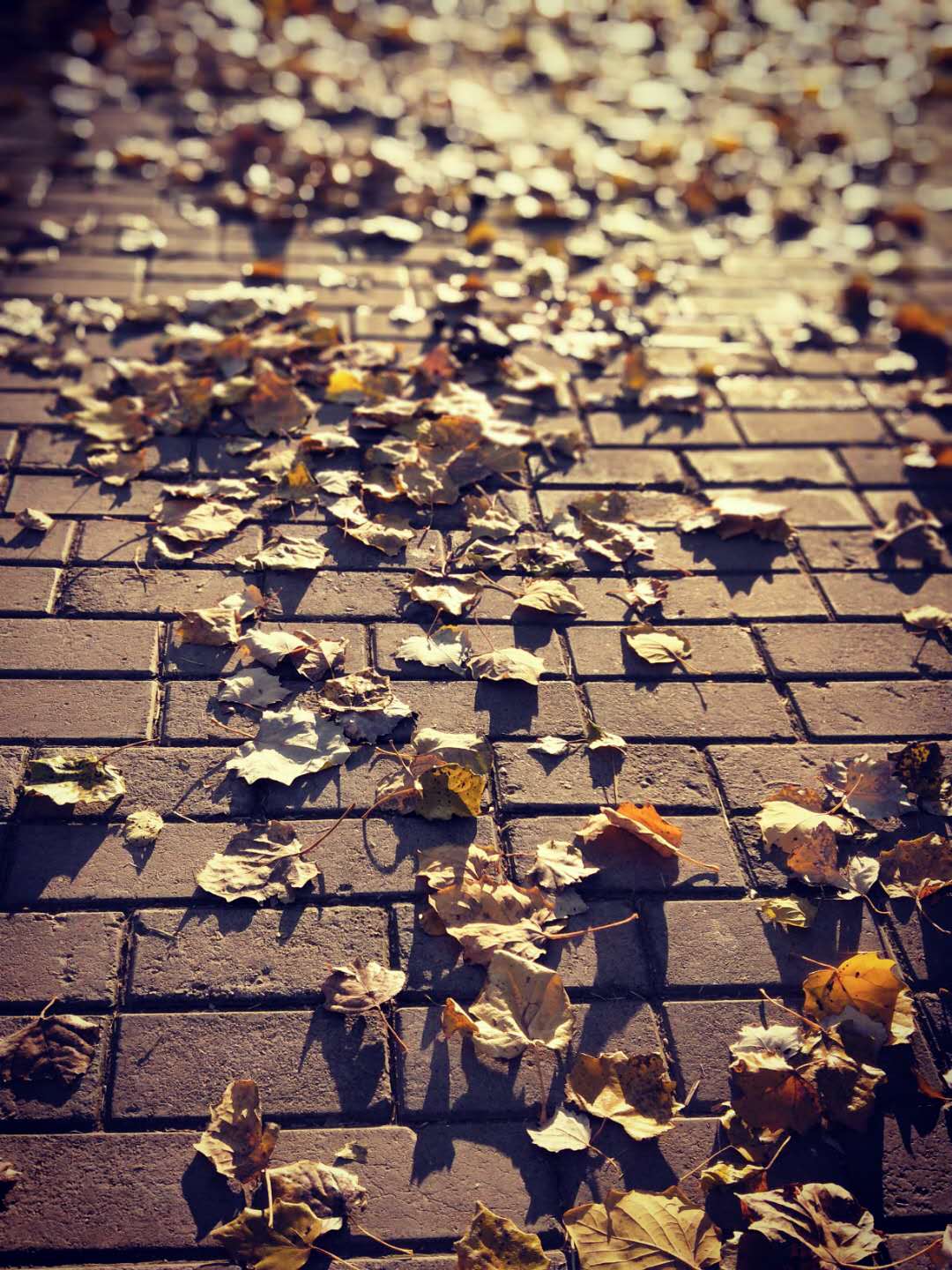 散文，静坐时光里，看悄悄溜走的秋季