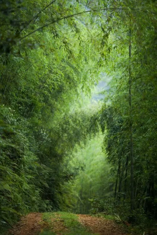 竹林听雨，舒心，淡泊，悠远-第1张图片-诗句网