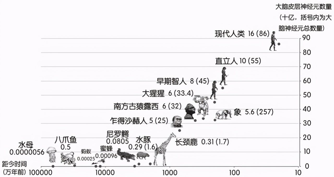 海洋比陸地大，生物種類(lèi)也更多，為何沒(méi)有比人類(lèi)聰明的生物？