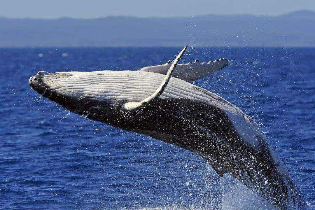 鲸鱼粑粑排泄量巨大，为何价值超200万美元？真的不是因为龙涎香