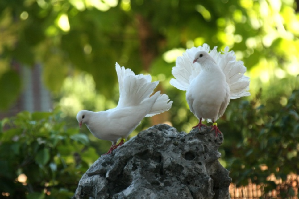 飞在古诗词里的鸽子，让你了解鸽子的历史-第10张图片-诗句网