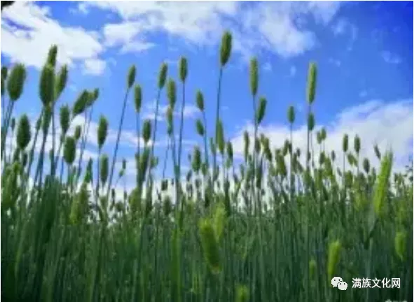 大清曾迁移一部分云南白族人到黑龙江担任“站