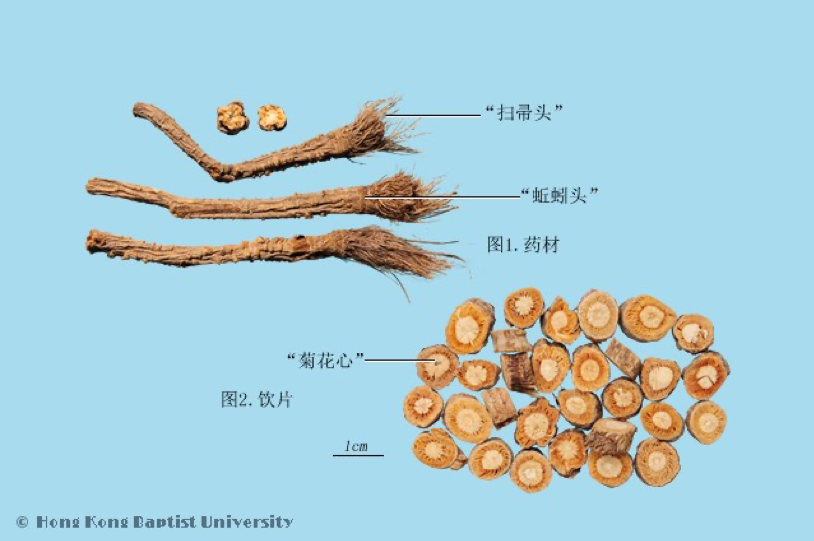 常见中药传统鉴别术语（二）