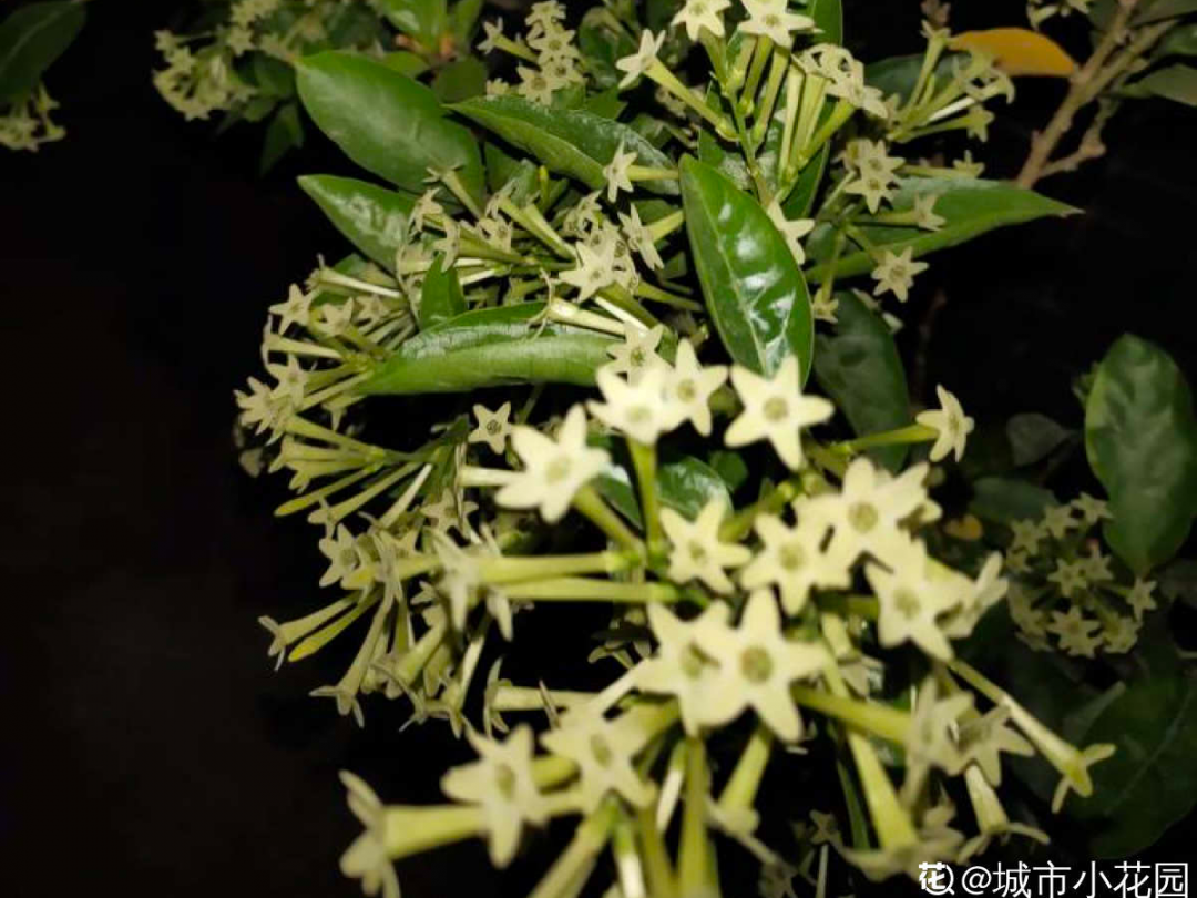 10種“臟臟”花，愛干凈的人別養，會招蟲子