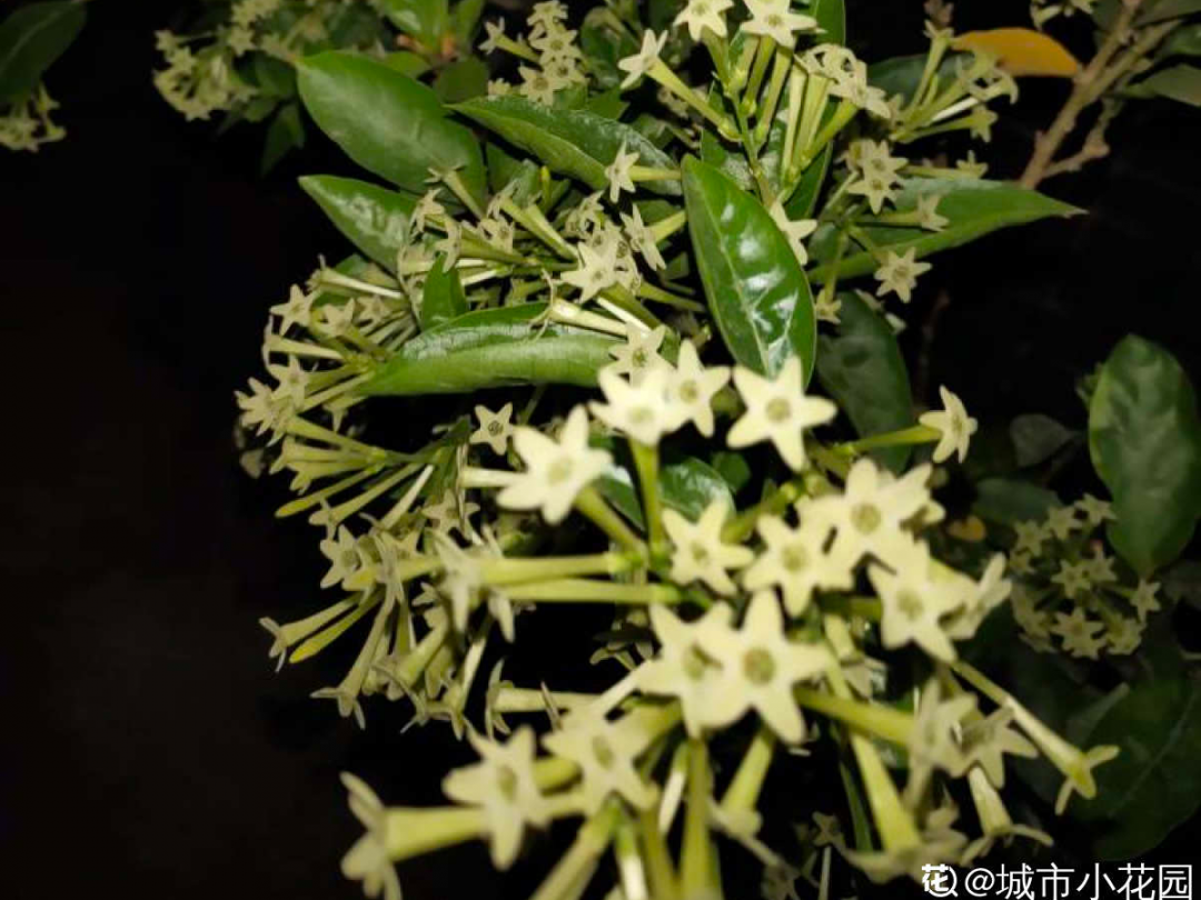 10种“脏脏”花，爱干净的人别养，会招虫子