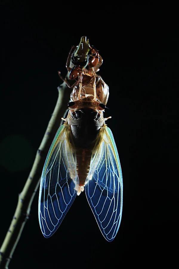 滿樹都是知了猴兒