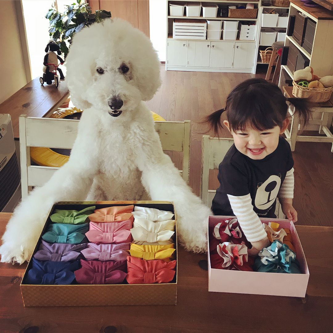 日本老太用贵宾犬给小女孩拍照，结果让你心都融化了