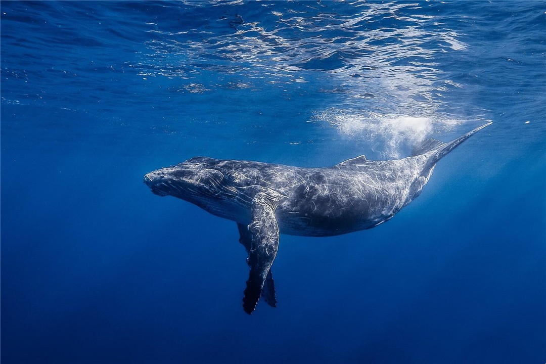 为什么鲸鱼会跃出水面，然后再重重地摔进海里？