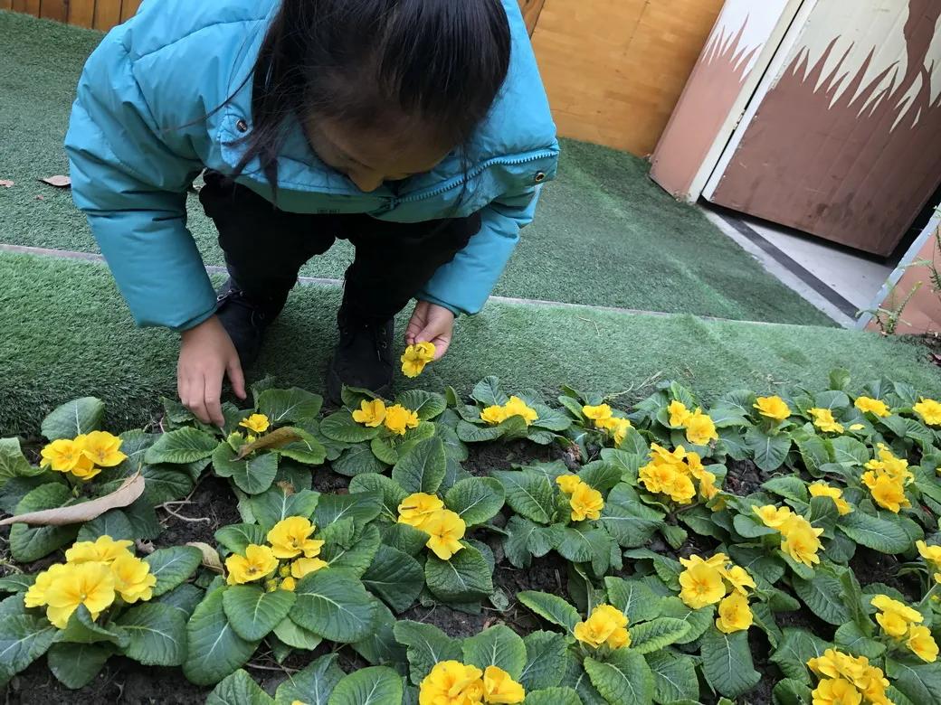 巧用天然材料，感受自然之美丨天府新区华阳幼儿园开展户外活动