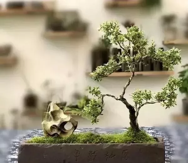 老磚老瓦收進小院,美絕了