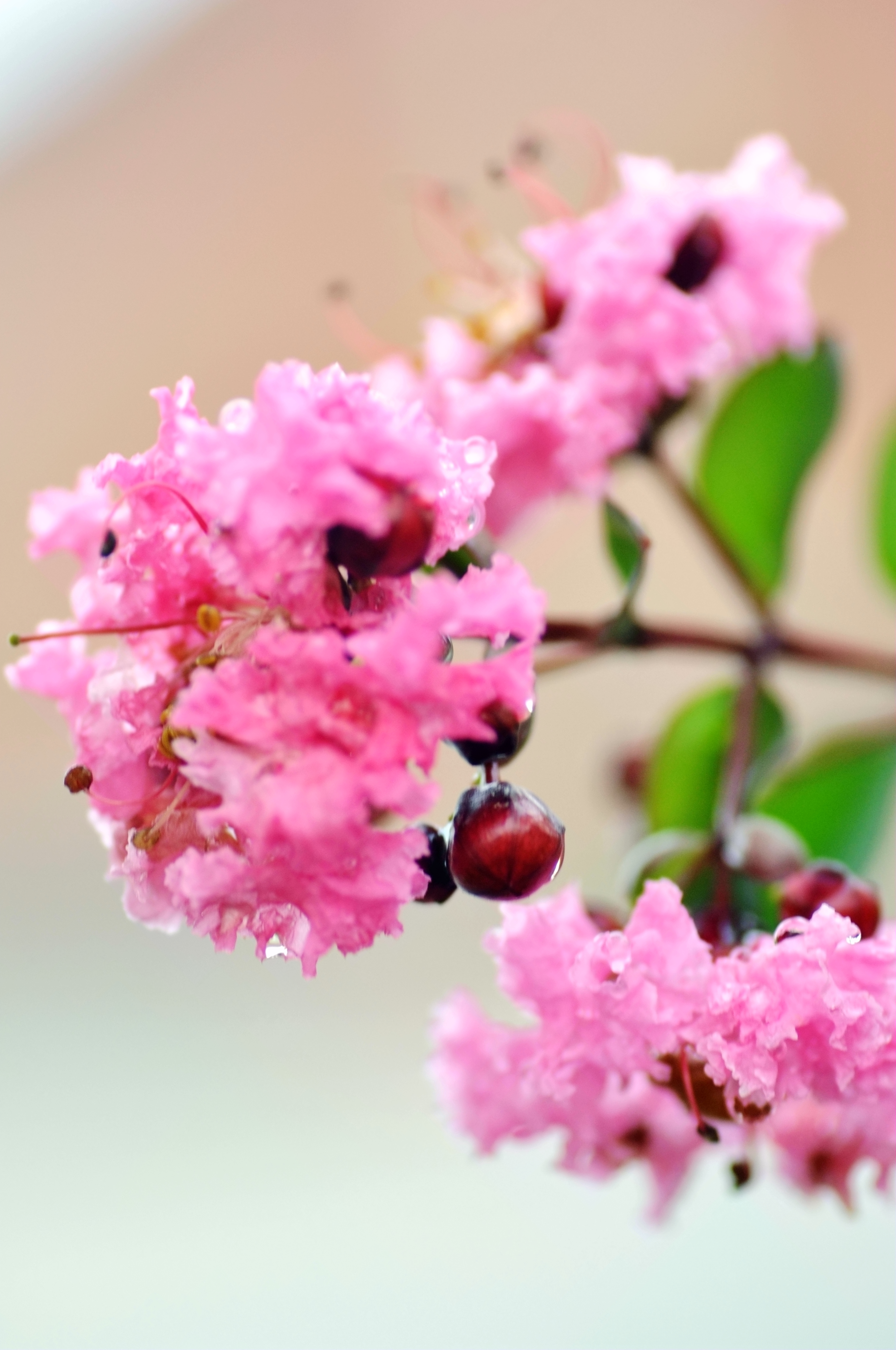 別名:癢癢花,癢癢樹,紫金花,紫蘭花,蚊子花,西洋水楊梅,百日紅,無皮