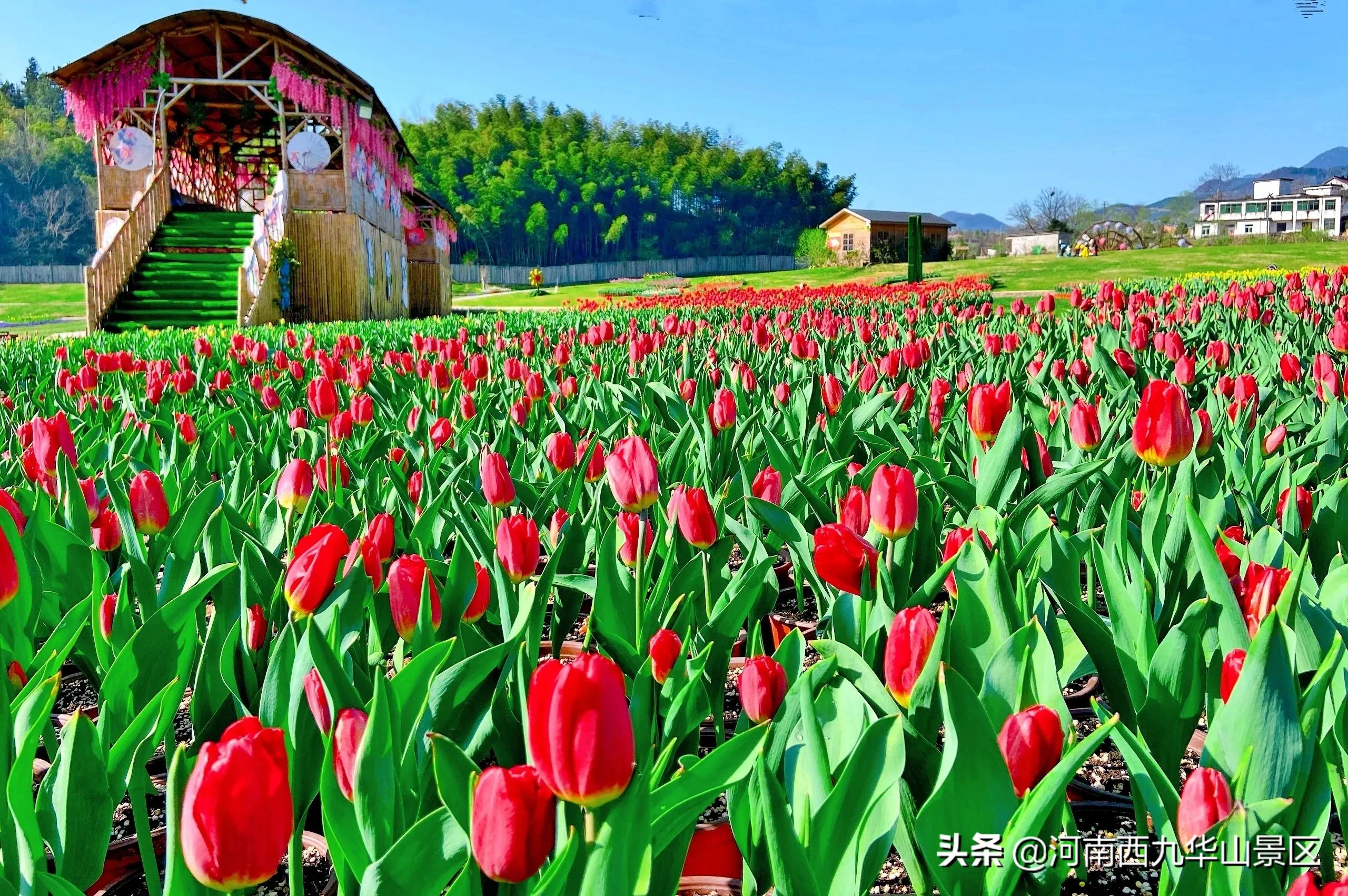 三月相約西九華山，共賞百萬郁金香，嗨玩草原親子樂園！